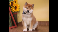 柴犬有哪些优缺点？