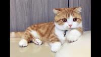 小奶猫怎么养啊刚捡的?