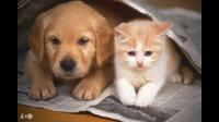为什么有一些不能接受吃狗肉、猫肉？狗、猫比其他动物高贵吗？