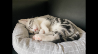 如果不给猫咪进卧室，猫咪会不会难过？