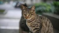为什么狸花猫的性格普遍没有品种猫的好？