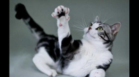 猫既没有智商，又不忠诚，为什么很多人喜欢？