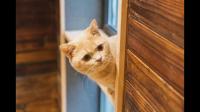 猫咖/猫舍的经营模式是怎样的？投入与利润大致多少？