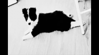 孩子被狗吓哭后家长将狗摔死，犬主回应称没牵