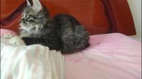 为什么每天都清理猫砂还是很臭?有什么技巧让猫砂不再有臭味?
