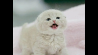 新领养的小猫从早到晚一直叫怎么办？
