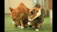 猫宁愿饿着也不吃猫粮，一直叫唤，可就是怎么不吃呢？