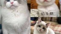 布偶小时候尖嘴猴腮，长大会变好看吗？