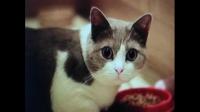 晚上让猫咪睡阳台，阳台全封闭，有猫窝猫砂盆猫粮，这样做会不会不太好？