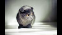 我家猫为什么喜欢睡床角？