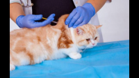 打完疫苗后可以给猫咪洗澡吗？