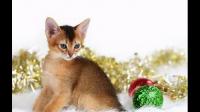 有什么比较容易好养的猫？