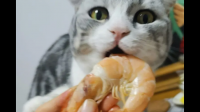猫咪能不能吃水煮虾？