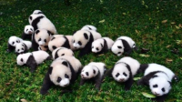 如果你和你的宠物被困荒岛，你会吃掉它吗？