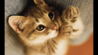 猫是真的会模仿人类行为吗？