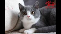 猫咪生活幸福有哪些表现？
