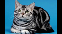 新手养猫养什么猫比较好?