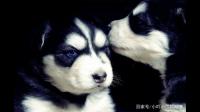 养猫的人多还是养狗的人多？