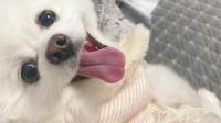 狗狗突然不爱吃狗粮的原因有哪些？