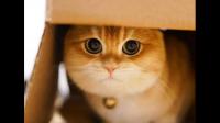 猫舍卖猫这行业真的暴利吗？