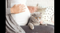 怀孕可以养猫么？