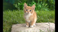 猫咪嗓子像有痰一样，感冒还是感染？
