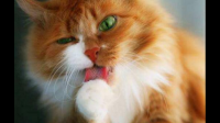 猫掉毛、毛发暗淡，跟猫粮有关系吗？