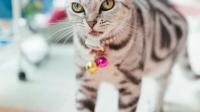 新手喵妈的苦恼，猫咪晚上不好好睡觉，太过活泼怎么办？