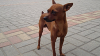 为什么小鹿犬越来越受欢迎？