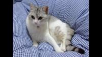 夏天把猫留在家里会不会很热?有什么好的措