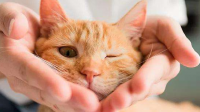 给猫驱虫 养它 久了人需不需要驱虫?