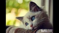 如何训练猫用马桶？
