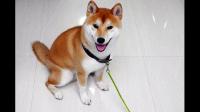 柴犬去哪里买 一般要多少钱？