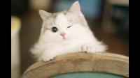 人亲猫咪时，猫都在想什么，它们是什么感觉？