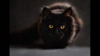 猫咪能喝牛奶吗？关于猫咪喝奶有什么注意事项？