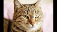 猫起源于哪里？