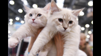 为什么有人收养流浪猫与狗，但没人收养流浪鸟？