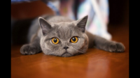 如何看待上科大出现虐猫现象？