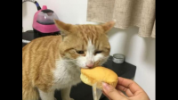 如何逼疯一只猫？