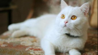 为什么很多人领养猫的时候只要幼猫?