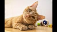 养一只脾气很好的猫咪是怎样的体验？