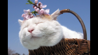 熏艾条对猫咪有伤害吗？