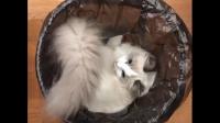 为什么布偶猫也会被遗弃？
