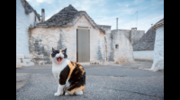 猫猫走丢了怎么找回来？