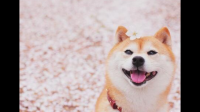 拉布拉多和柴犬该如何选择呢？