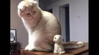 猫会认主人吗？