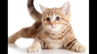 怎么照顾刚出生的小猫？