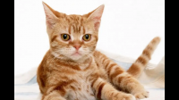 猫咪的智商和几岁小孩差不多？