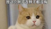 怎么给猫减肥？