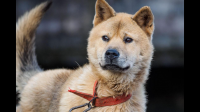边牧和中华田园犬哪个更聪明?